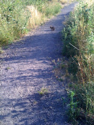 Rabbit on the trail at Poulsbo Fish Park