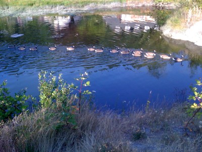 Canadian Geese, Poulsbo Fish Park