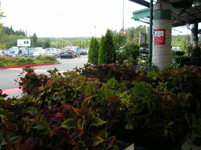 Coleus Plants at Central Market in Poulsbo