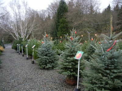 valley nursery trees