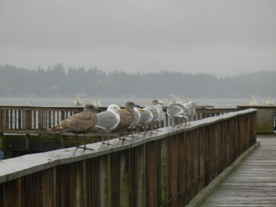 gulls