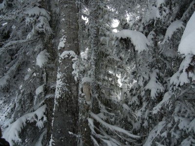 hurricane ridge 2012