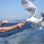 Seagull Feeding by Stephen Phayre
