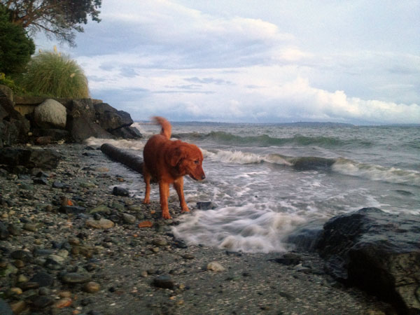 Golden Retriever Beach