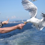 Seagull Feeding by Stephen Phayre